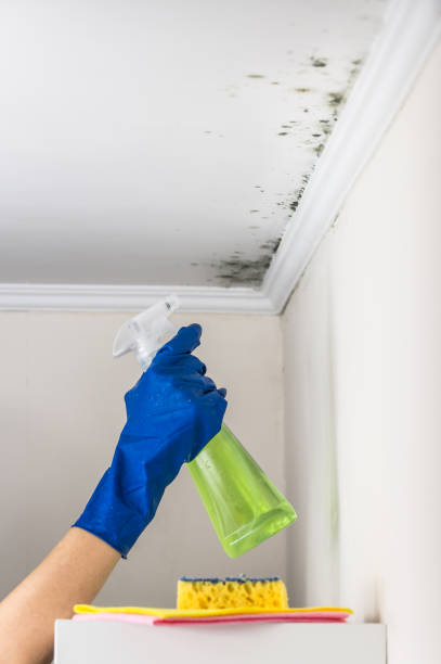 Mold Removal and Inspection in Beechwood Trails, OH